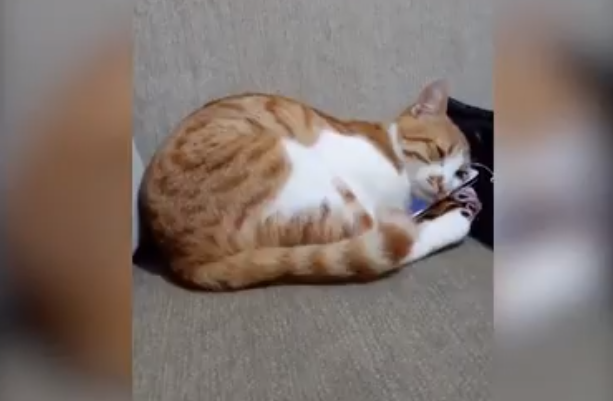 Кот увидел умершего хозяина на видео и растрогал пользователей до слез
